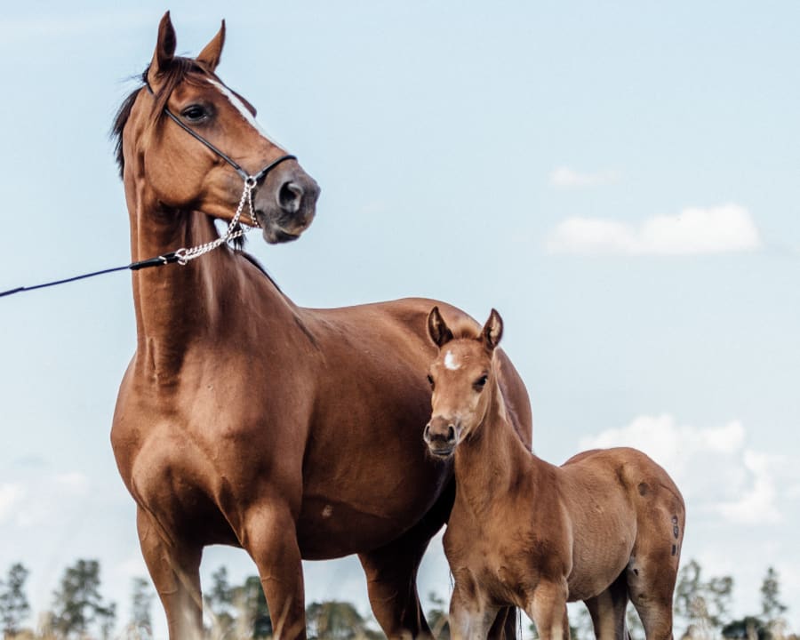 Equine breeding & reproduction, Poulsbo Vets
