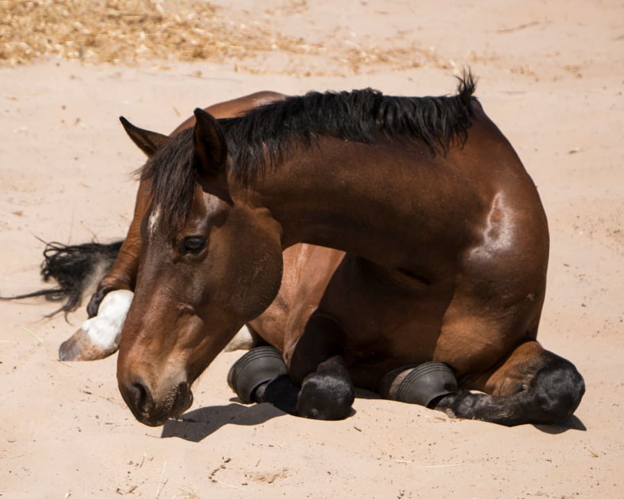 Colic Treatment | Poulsbo Equine Vets