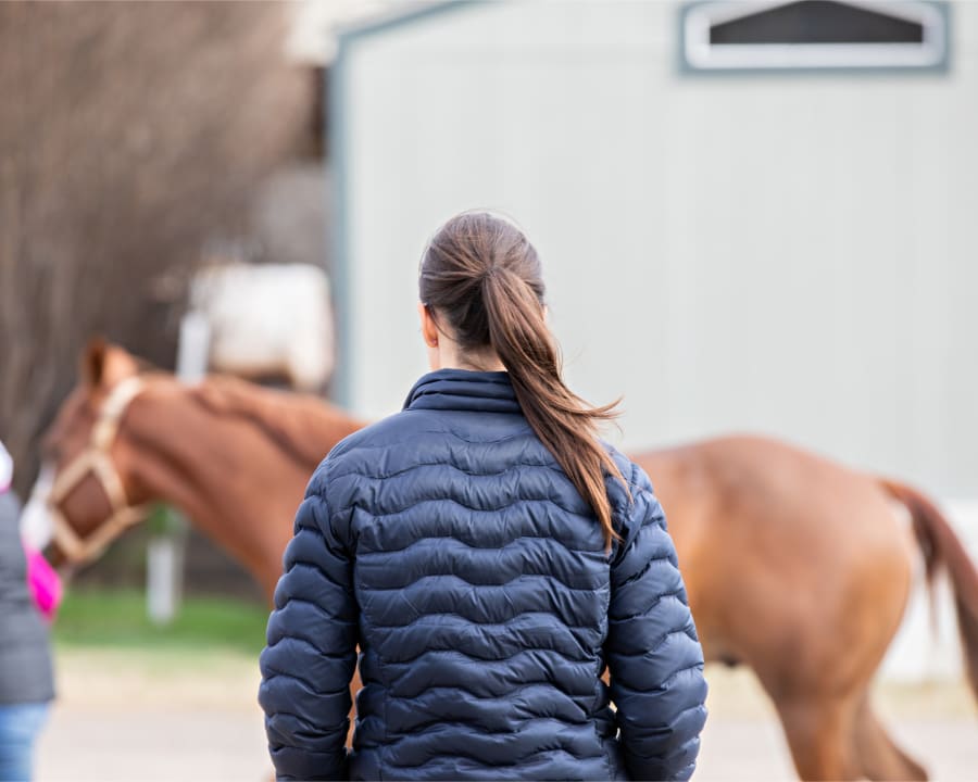 Equine Lameness Evaluations, Poulsbo Vets