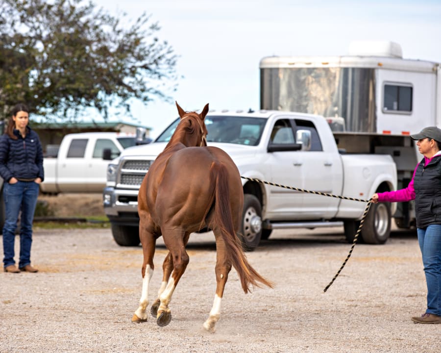 Equine Pre-purchase Exams, Poulsbo Vets