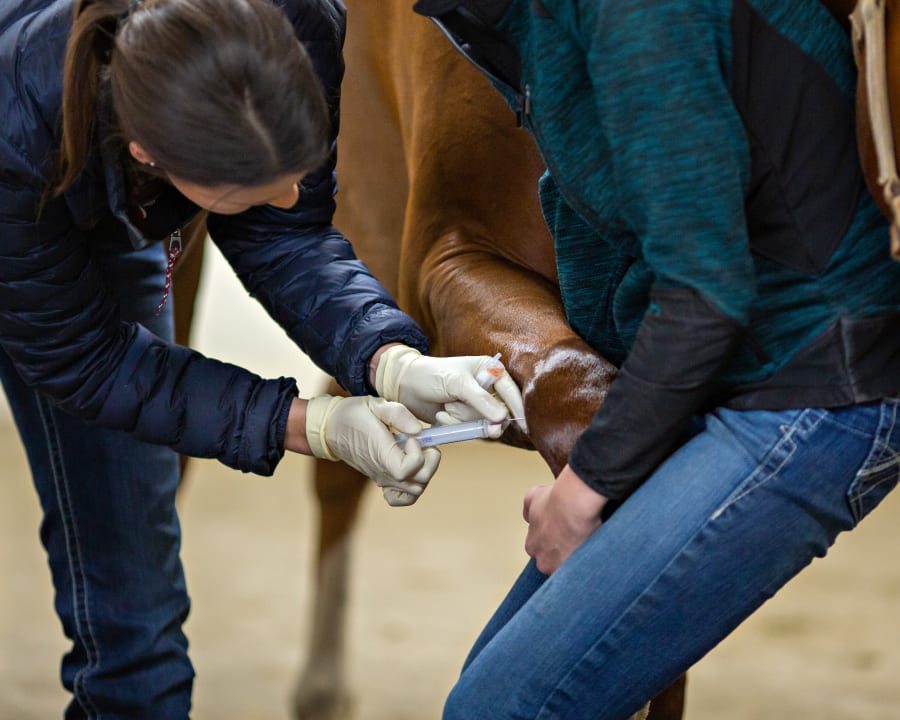 Equine Regenerative Therapy, Poulsbo Vets