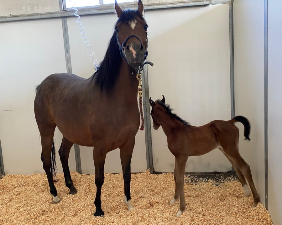 Equine breeding & reproduction, Poulsbo Vets