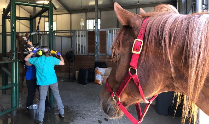 Equine Dental Services at Sound Equine Veterinary Hospital