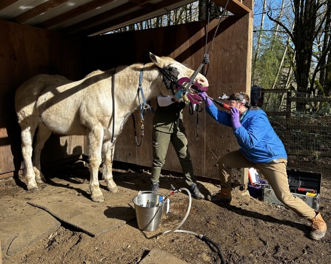 Equine Ambulatory Services, Poulsbo Vets