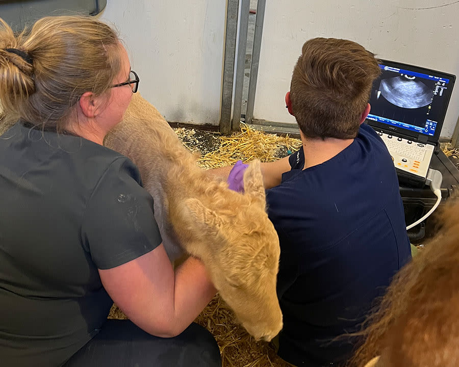 Equine Ultrasounds, Poulsbo Vets