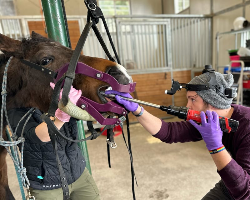 Equine Dentistry, Poulsbo Vets