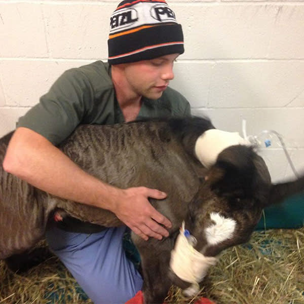 Dr. Beau Green, Poulsbo Equine Veterinarian