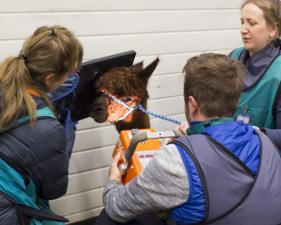 Equine Radiography, Poulsbo Vets