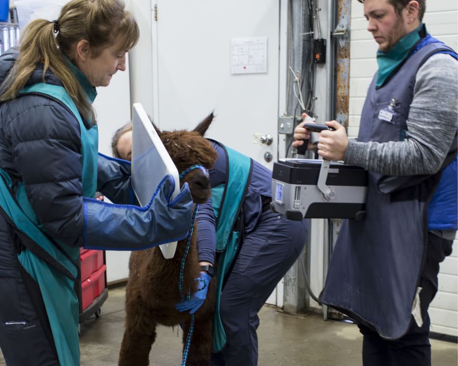 Equine Radiography, Poulsbo Vets